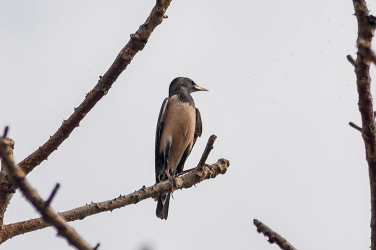 Rosy Starling - ML430931331