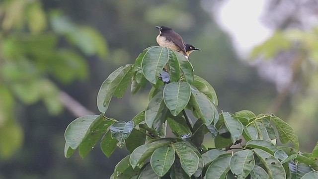 Black-capped Donacobius - ML430932261