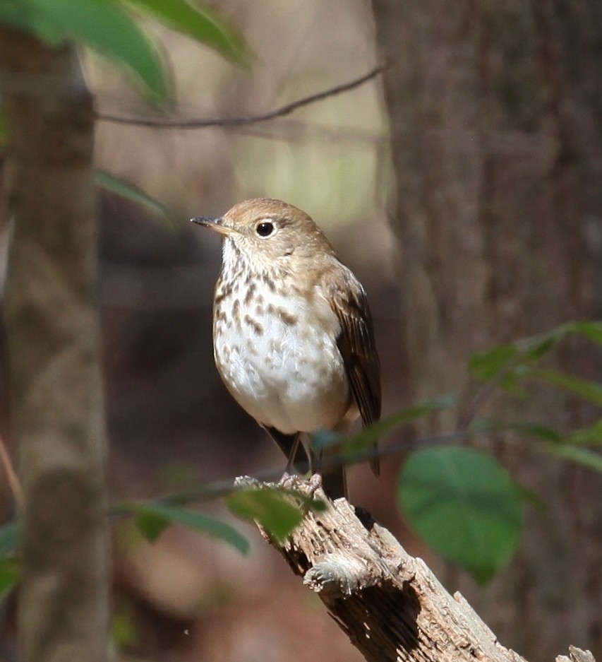 Hermit Thrush - ML430932761