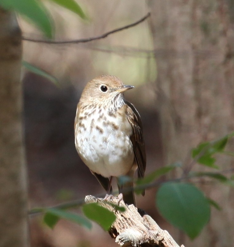 Hermit Thrush - ML430932821