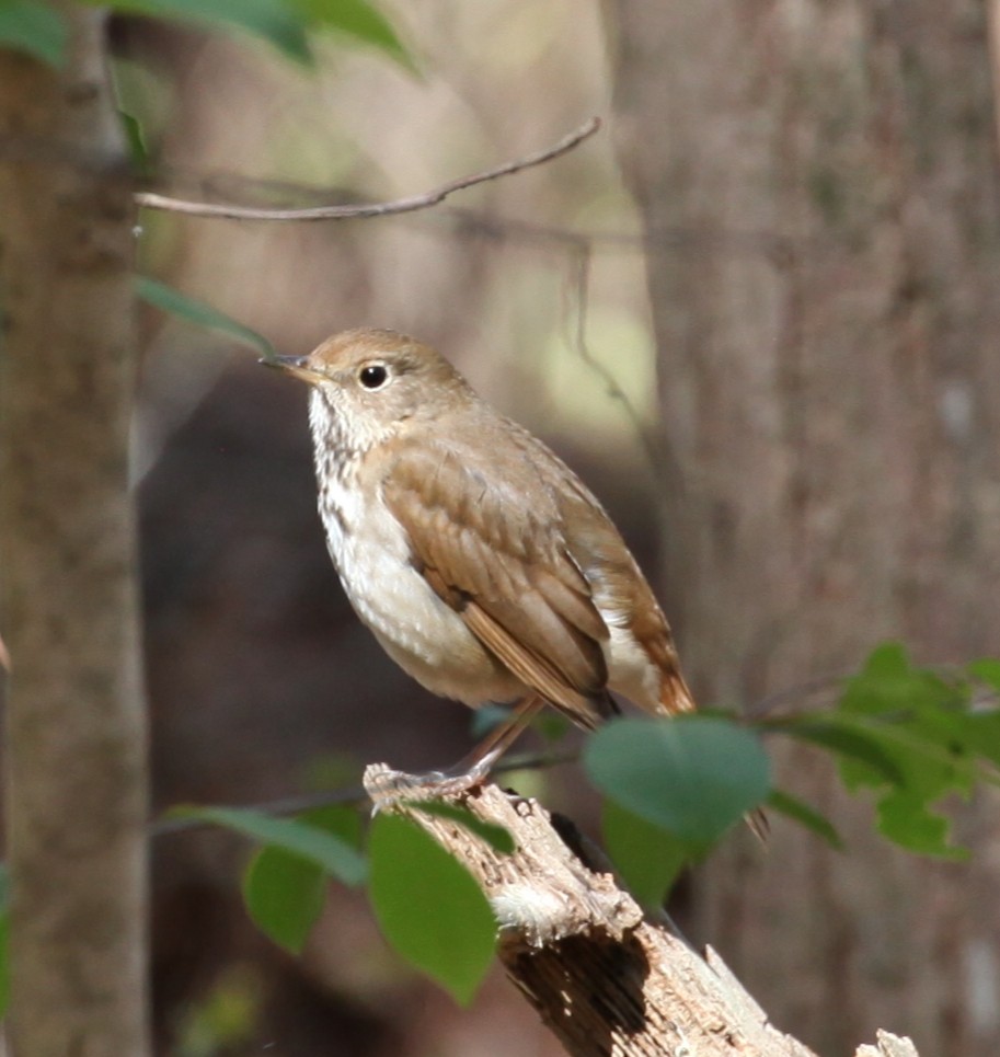 Hermit Thrush - ML430932831