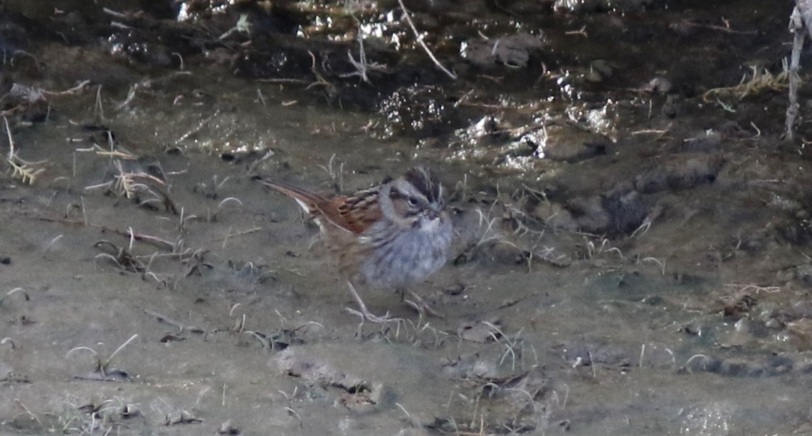 Swamp Sparrow - ML43093311