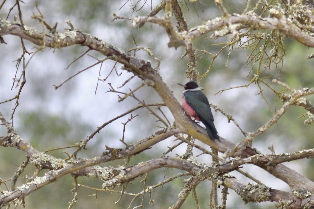 Lewis's Woodpecker - Gil Ewing