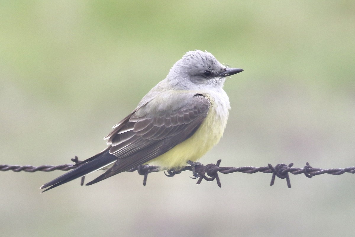 Western Kingbird - ML430933571