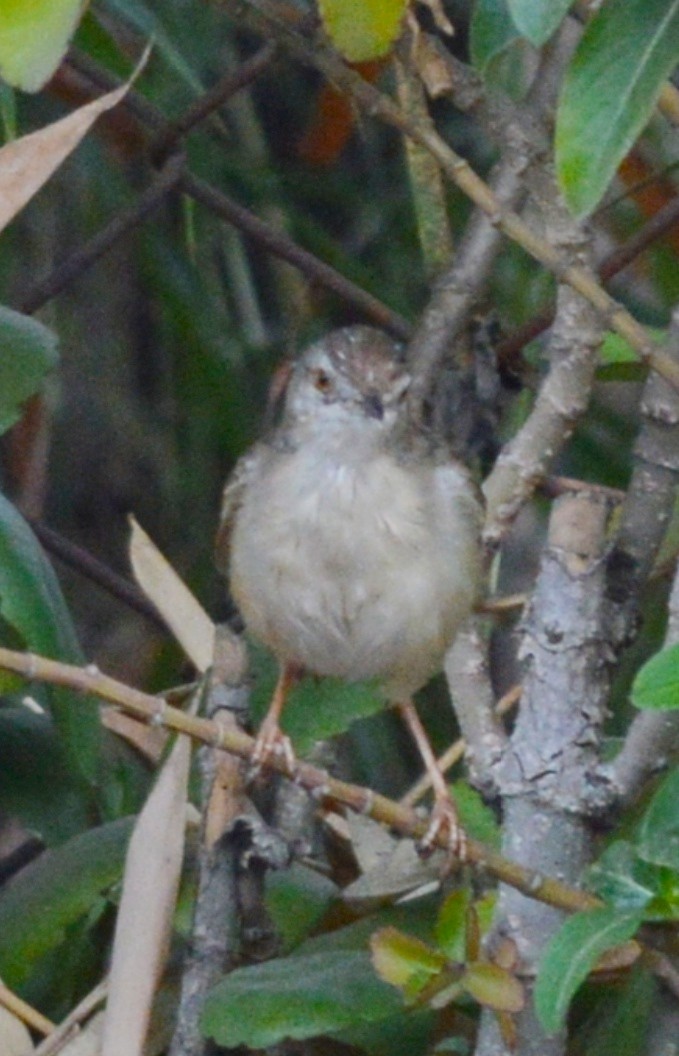 Plain Prinia - Dr Surendra Azad