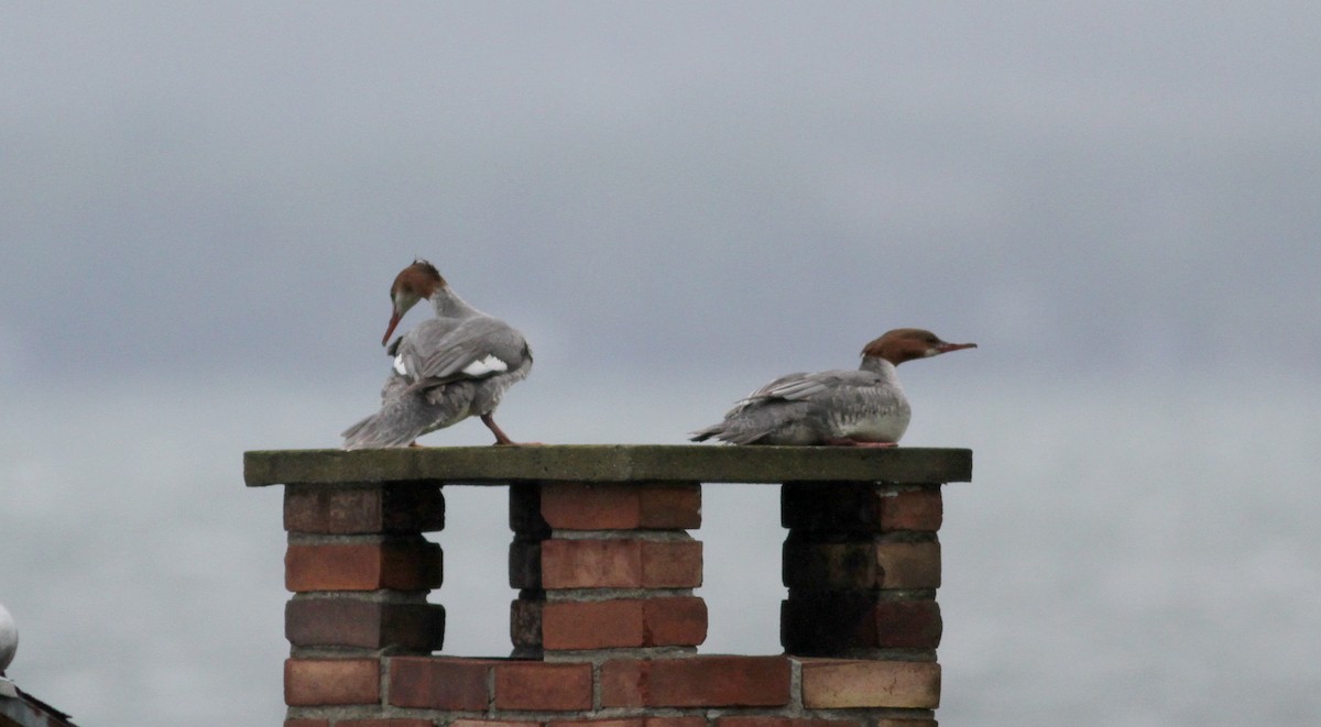 Common Merganser (North American) - Jay McGowan