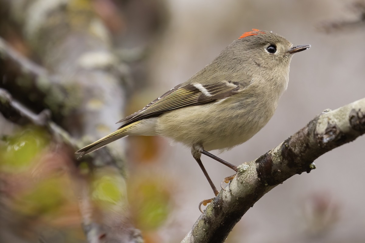 Ruby-crowned Kinglet - ML430938201