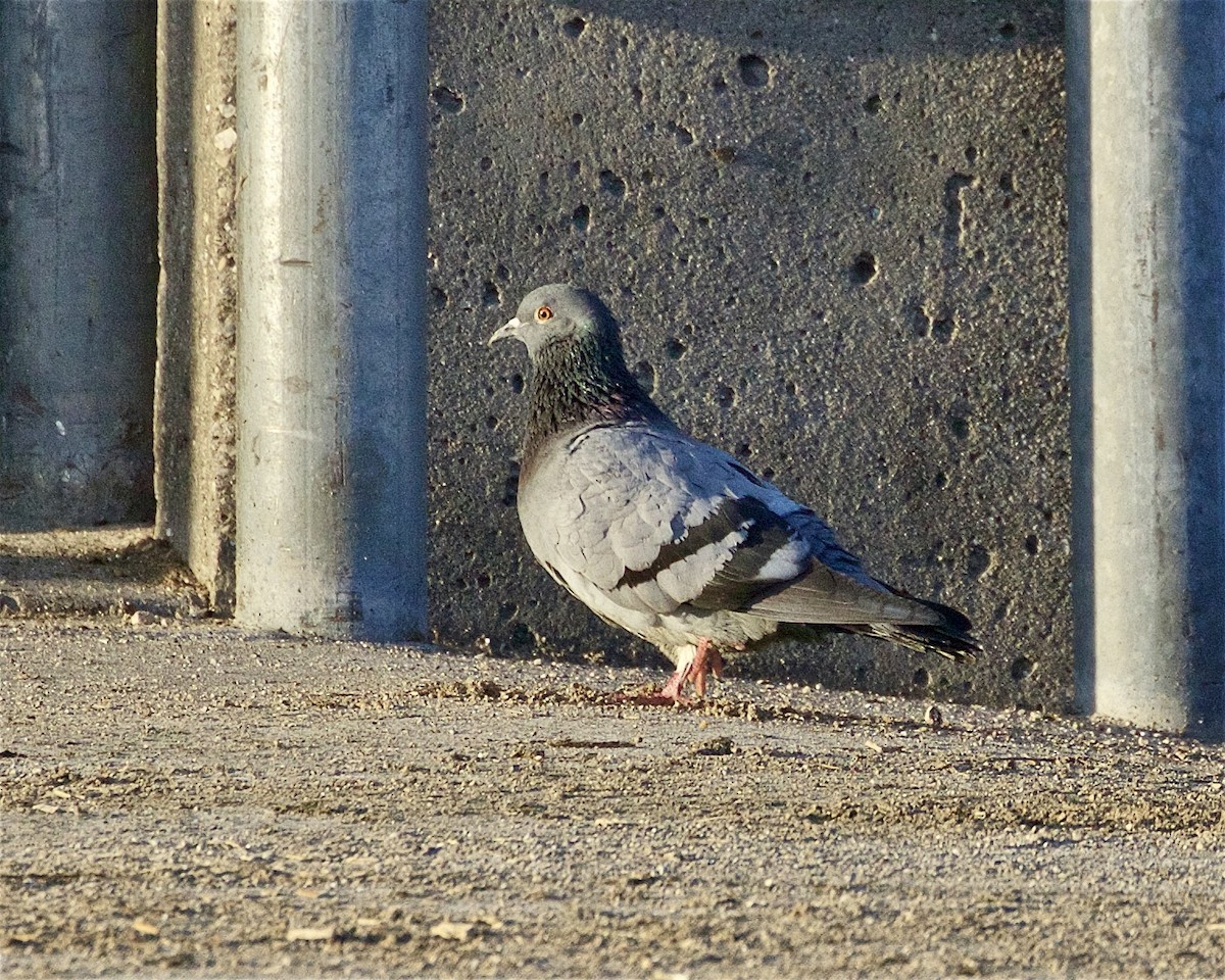 Rock Pigeon (Feral Pigeon) - Jack & Holly Bartholmai