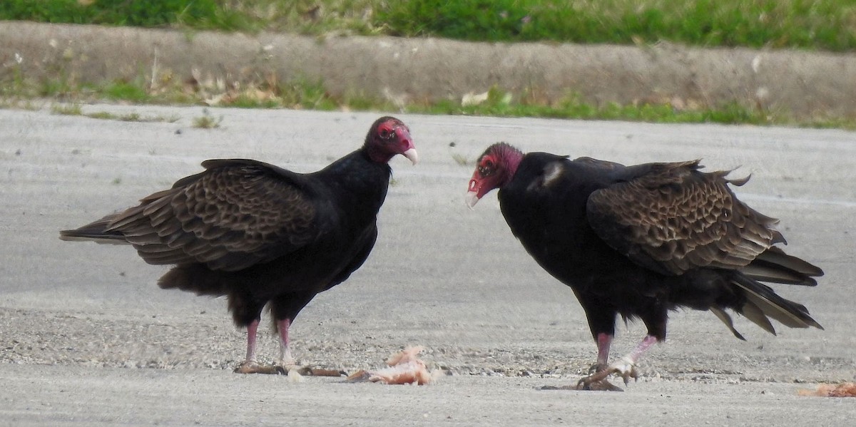 Urubu à tête rouge - ML430939731