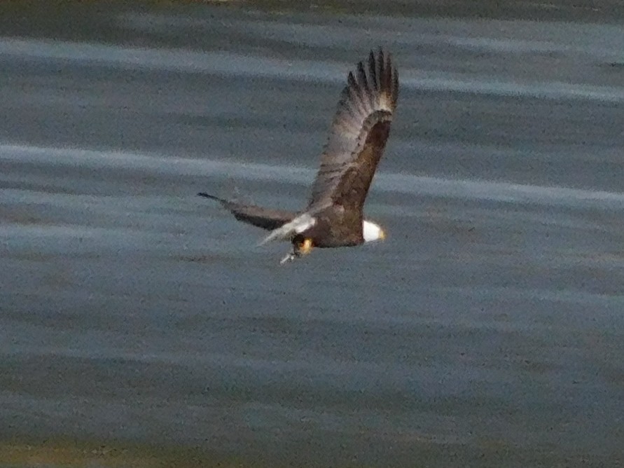 Bald Eagle - ML430939771