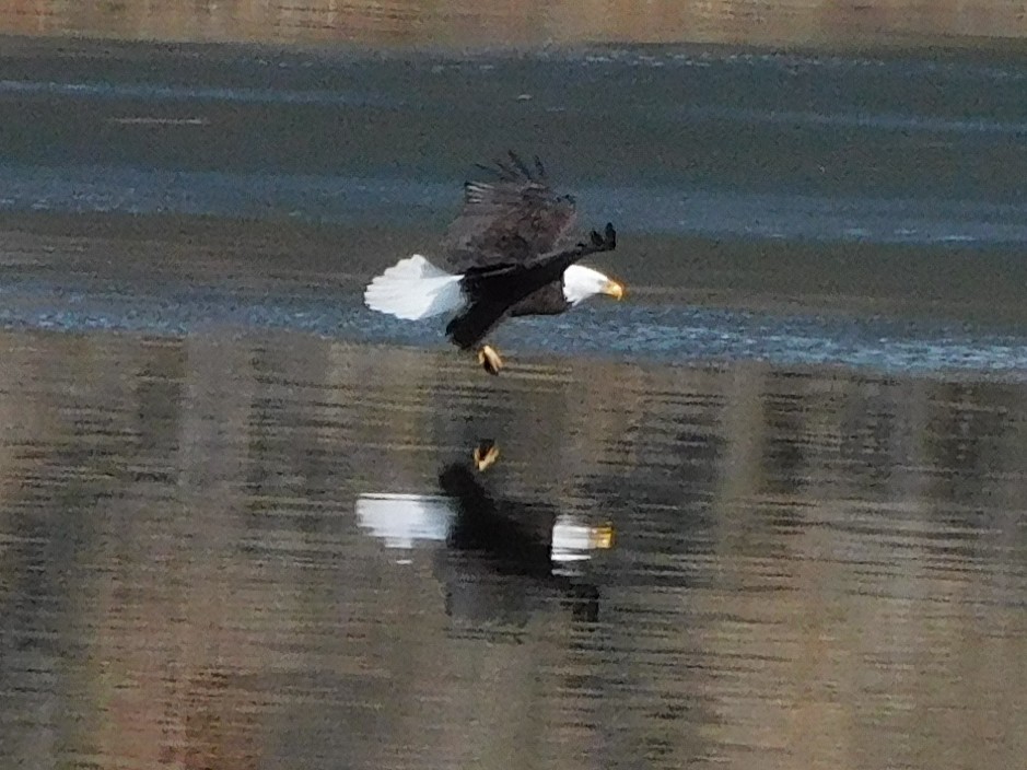 Bald Eagle - ML430939781