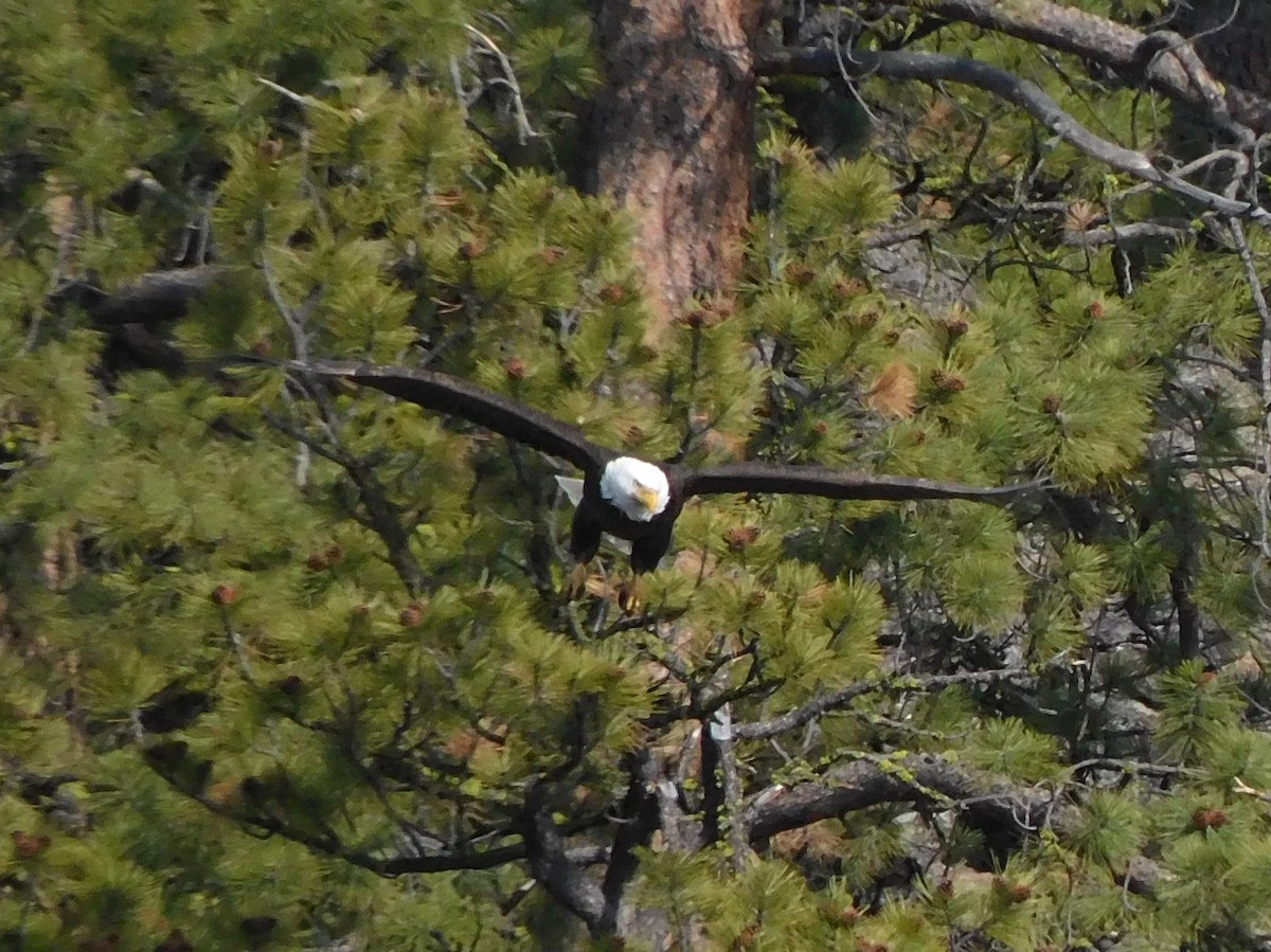 Bald Eagle - ML430939801