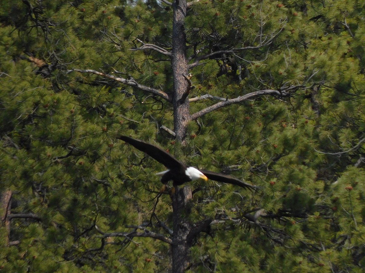 Weißkopf-Seeadler - ML430939811