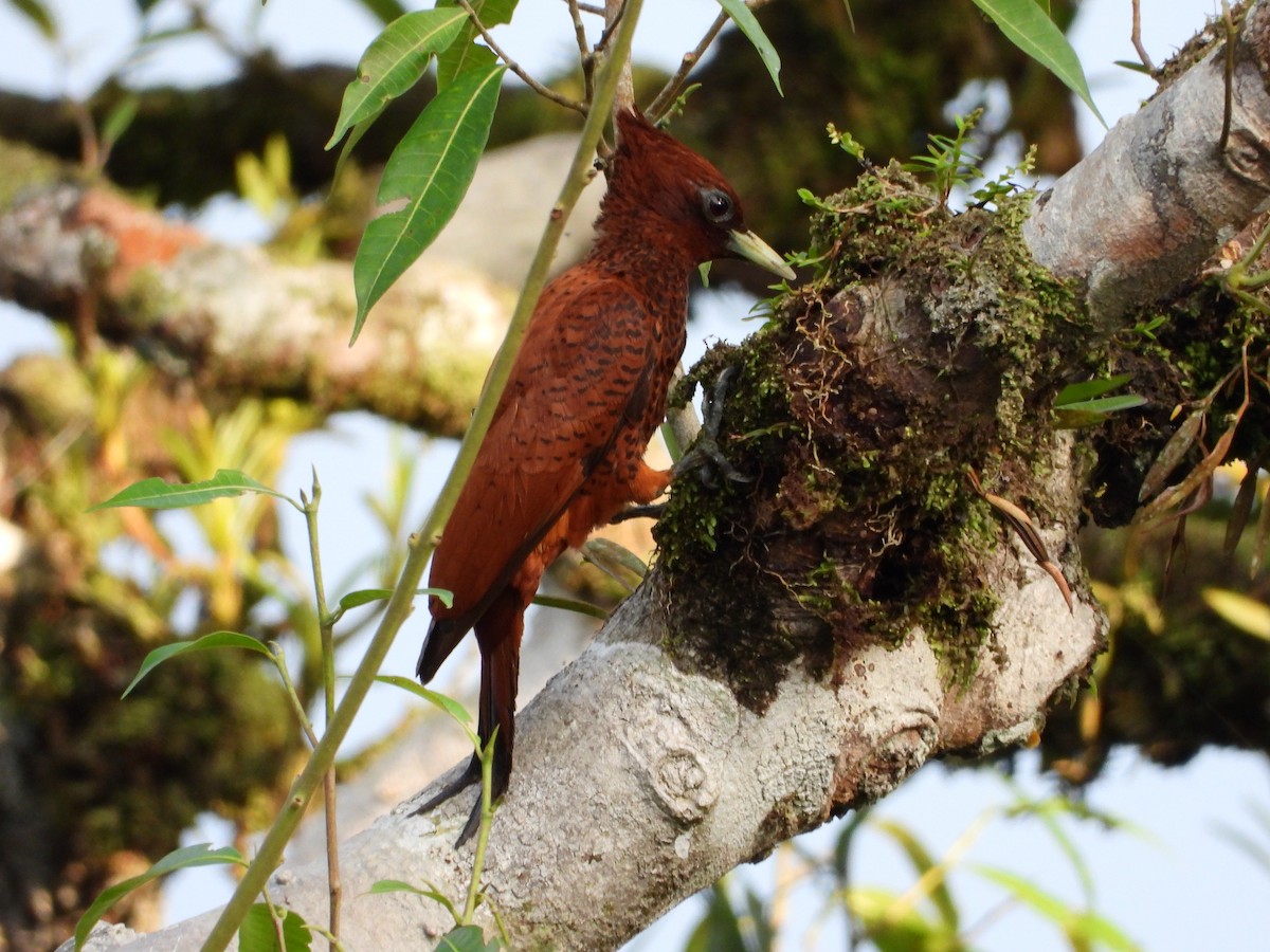 Waved Woodpecker (Scale-breasted) - ML430940681