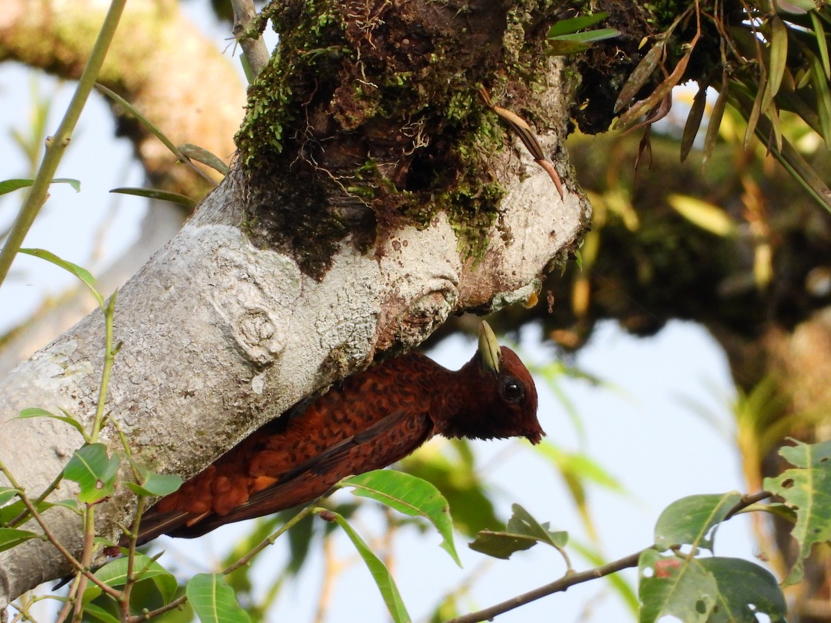 Waved Woodpecker (Scale-breasted) - ML430940691