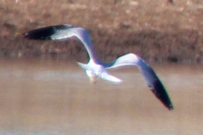 Mouette atricille - ML430942371