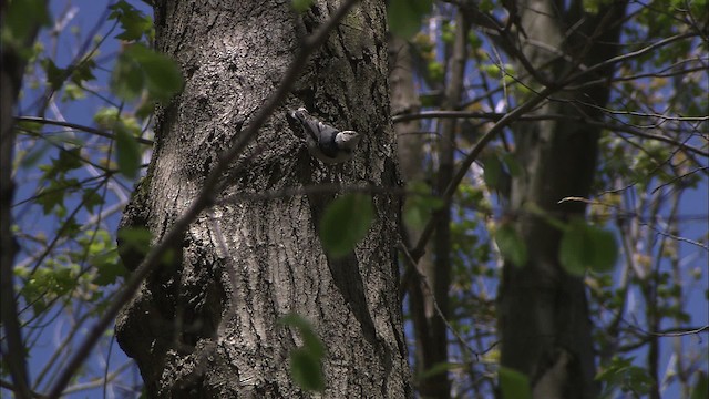 White-breasted Nuthatch - ML430944