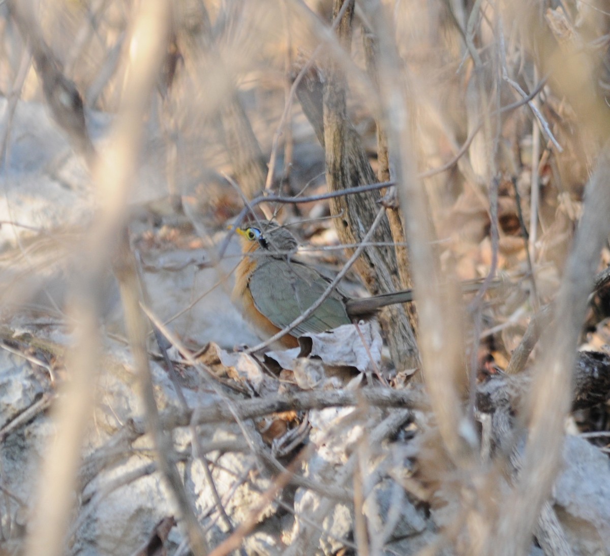 Lesser Ground-Cuckoo - ML43094771