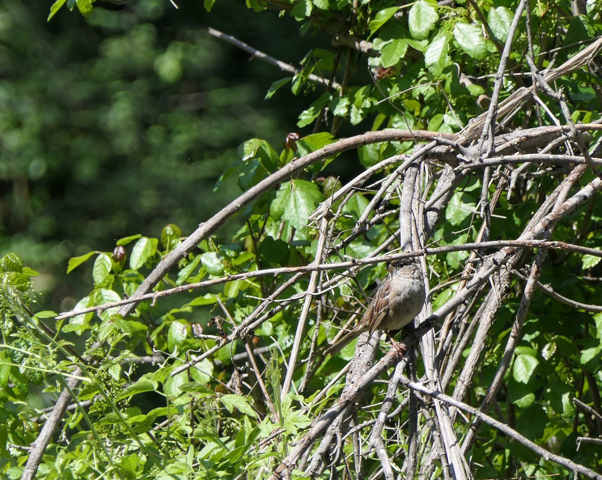 Golden-crowned Sparrow - ML430948781