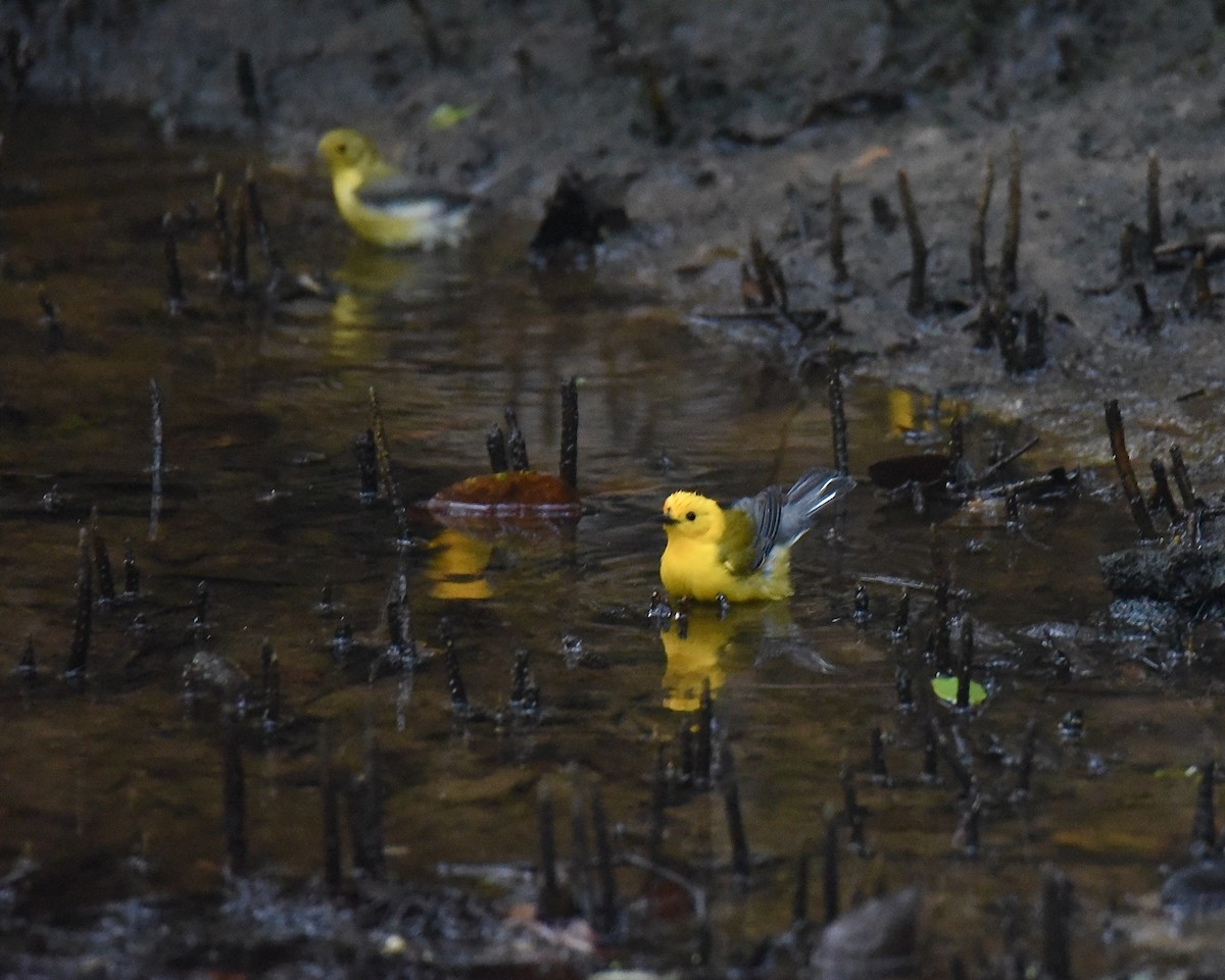 Prothonotary Warbler - ML430951301