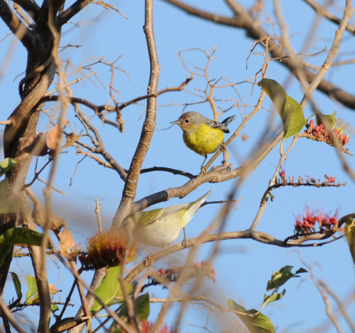 Magnolia Warbler - ML43095131