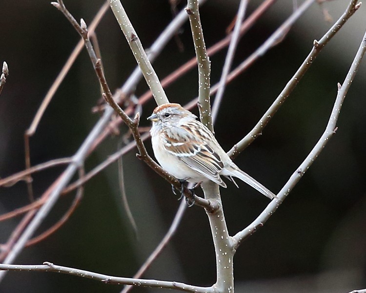 American Tree Sparrow - ML430951601