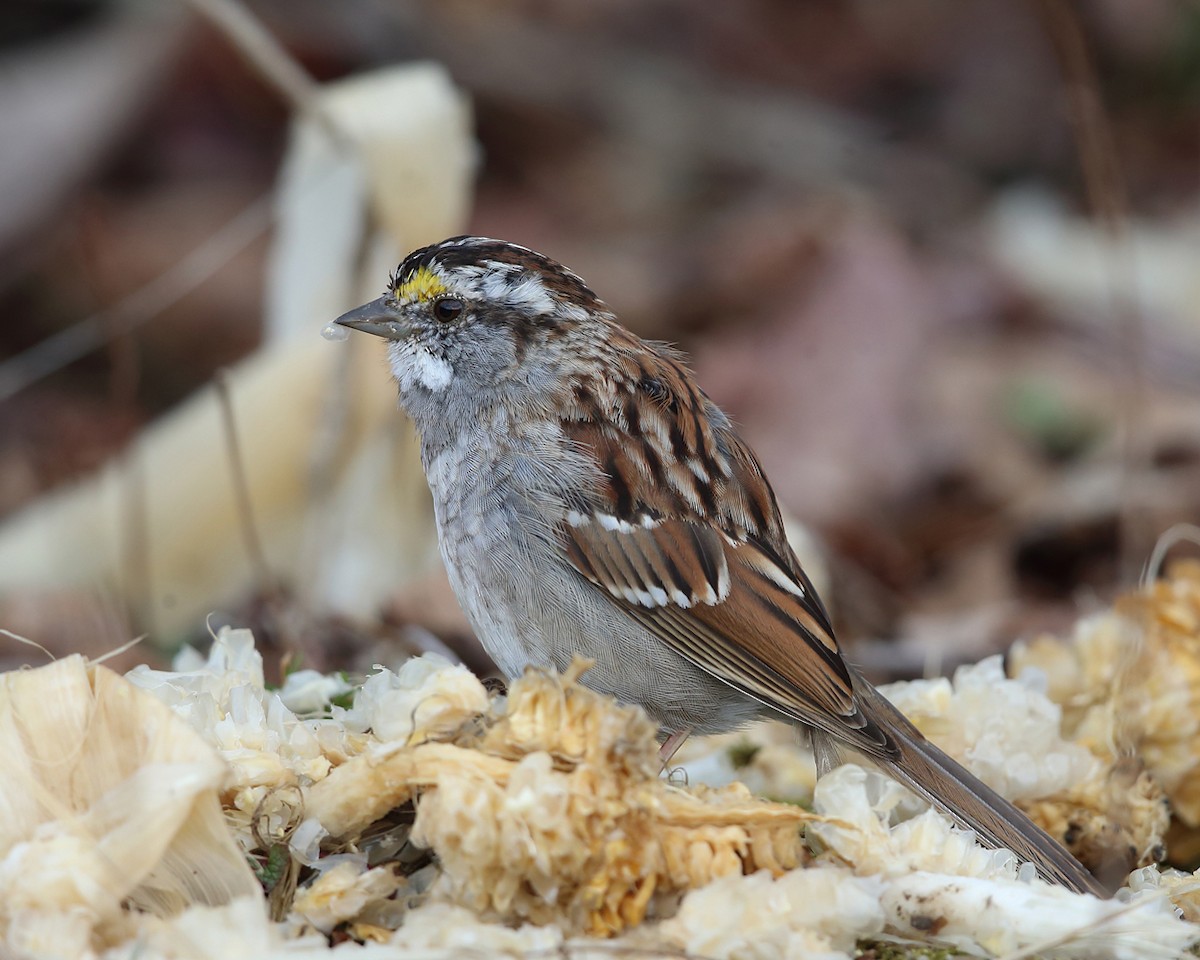 White-throated Sparrow - ML430951691