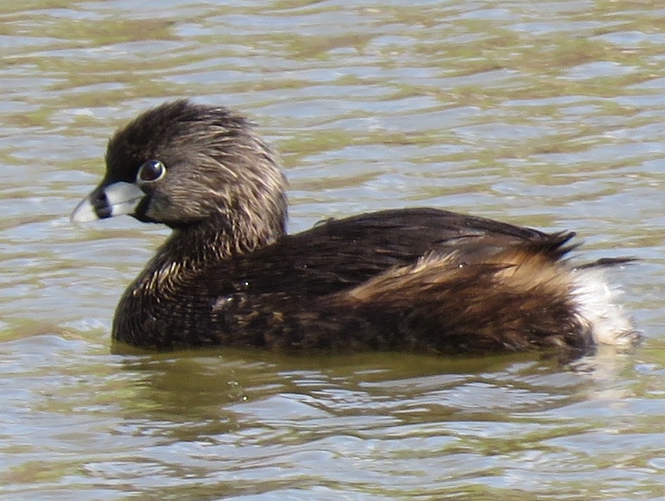 Pied-billed Grebe - ML430954351