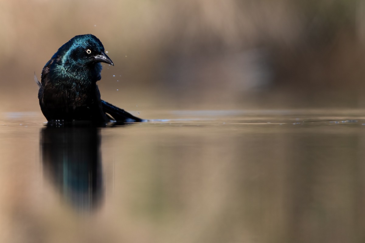 Common Grackle - ML430954741