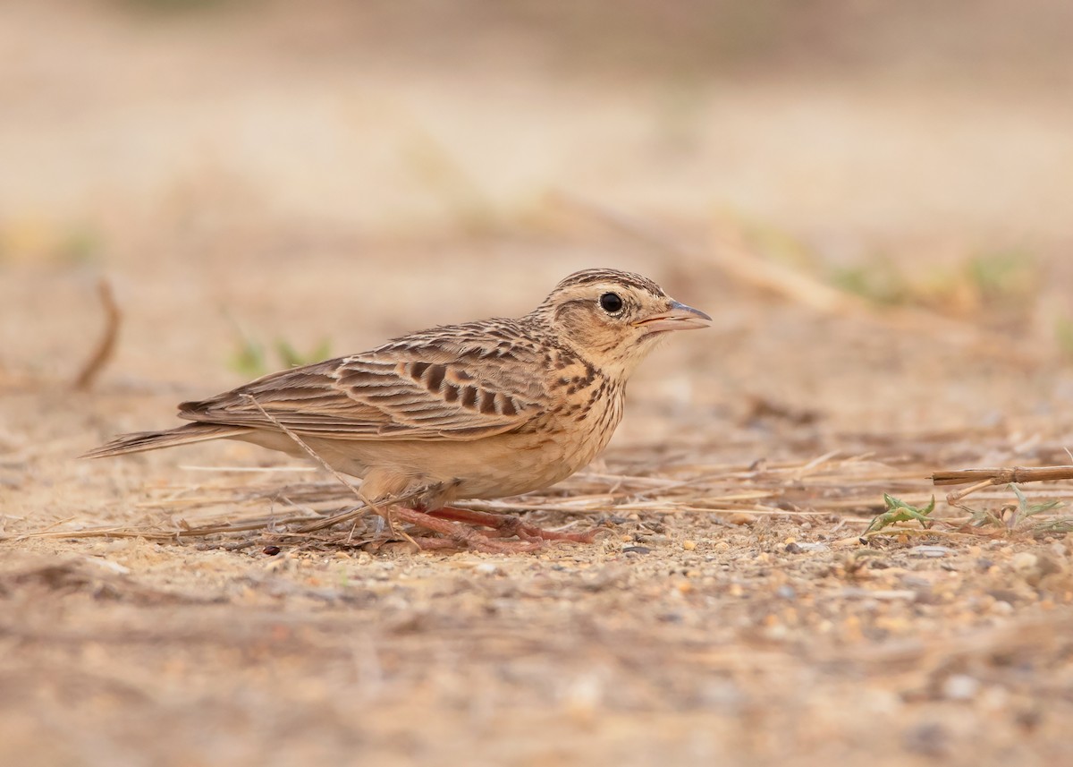 Oriental Skylark - Ayuwat Jearwattanakanok