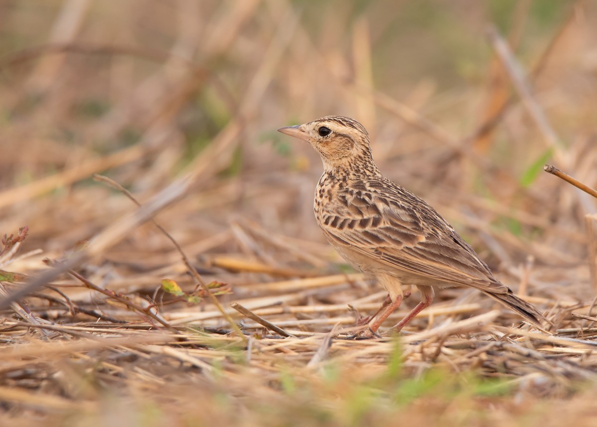 Oriental Skylark - Ayuwat Jearwattanakanok