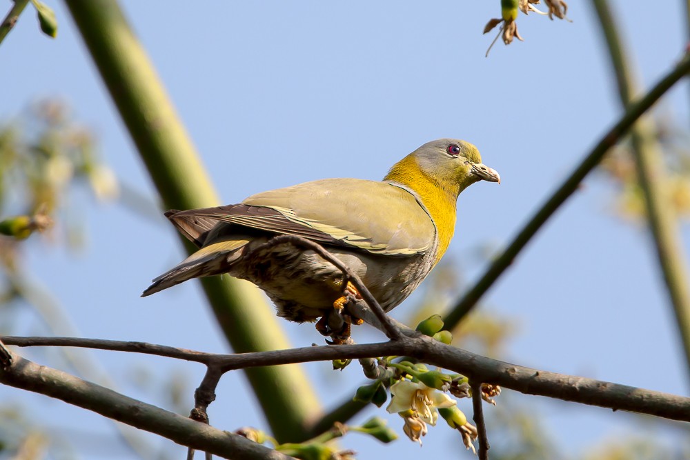 Yellow-footed Green-Pigeon - ML430957191