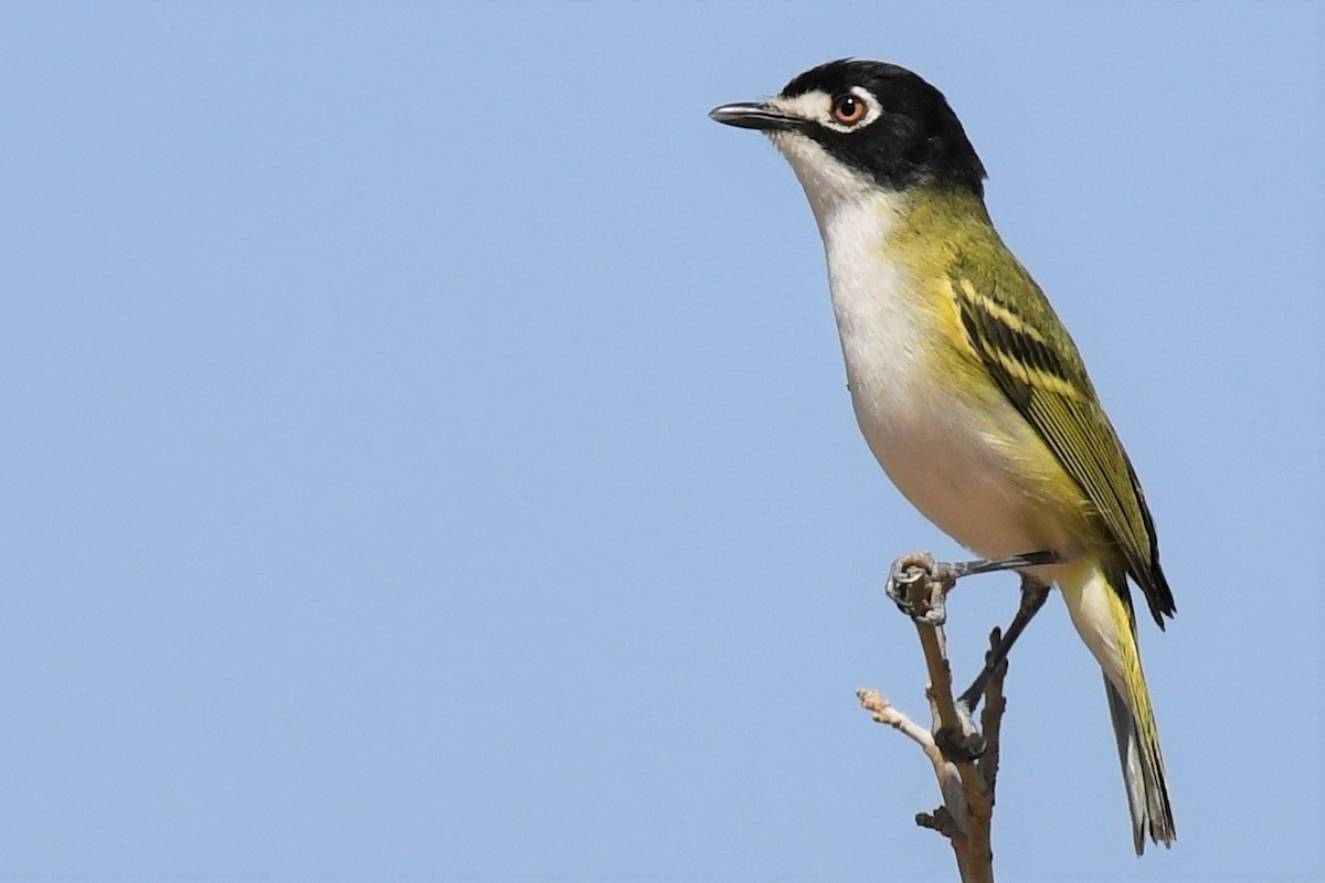 Black-capped Vireo - ML430957861