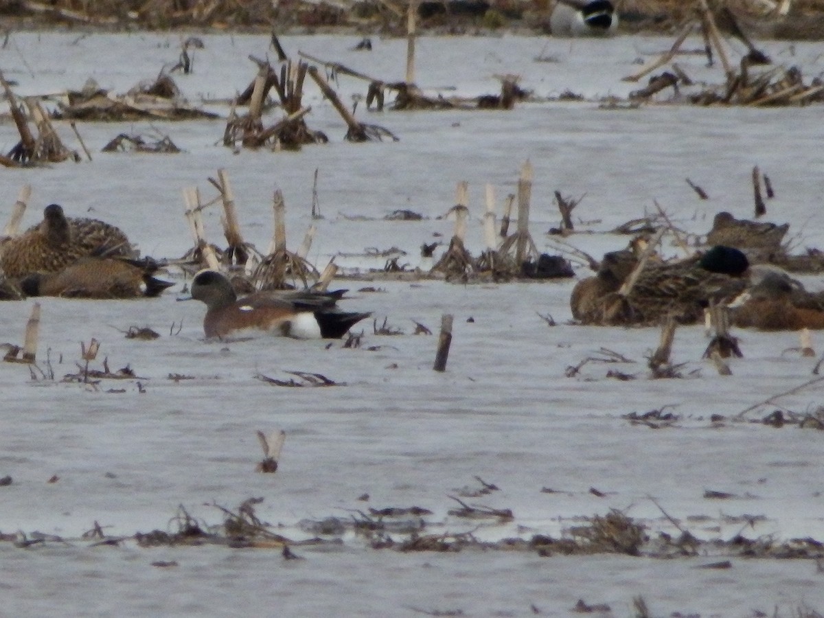 American Wigeon - ML430958471
