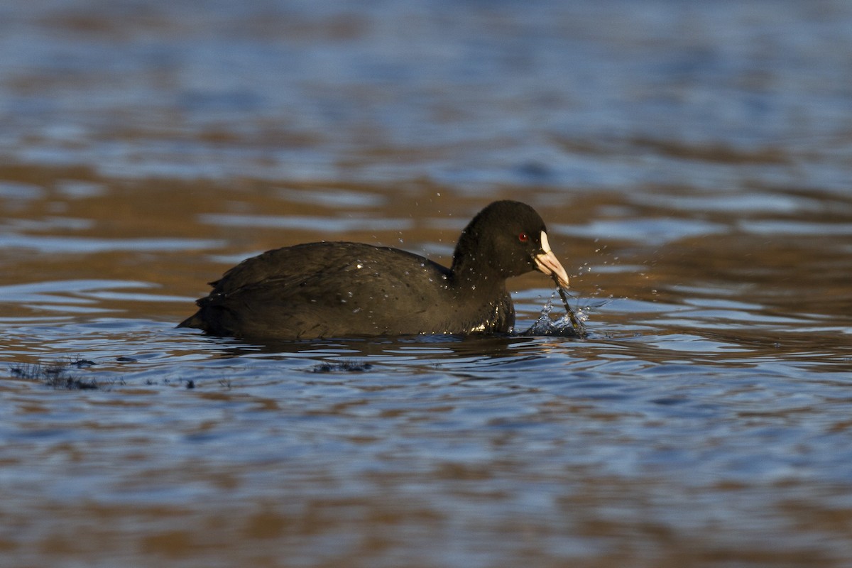 Eurasian Coot - Alexander Thomas