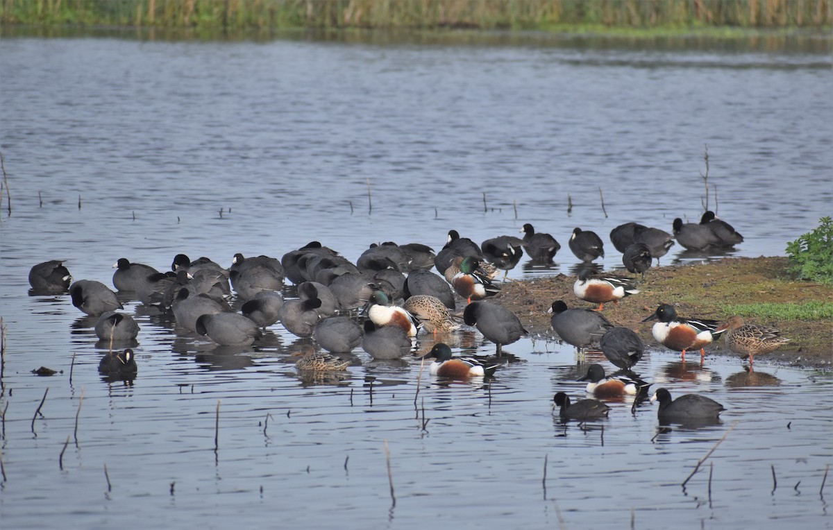 American Coot - ML430962781