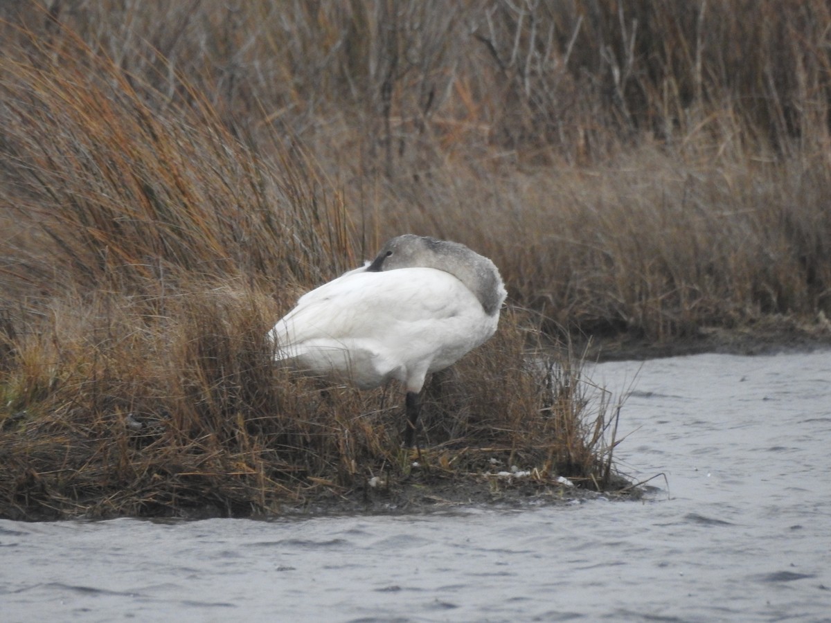 Tundra Swan - ML430963811