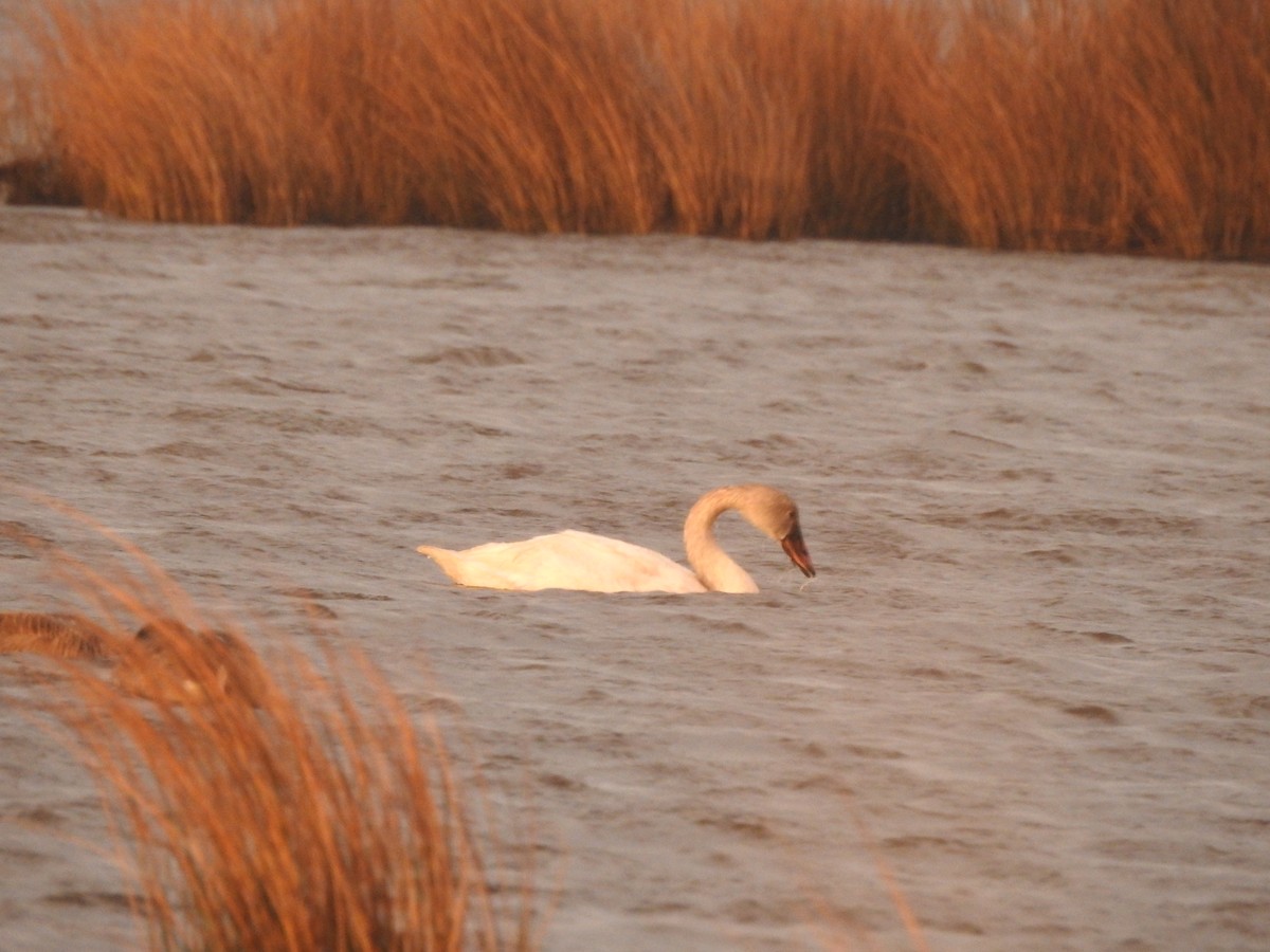 Tundra Swan - Carol & Steve Matthews