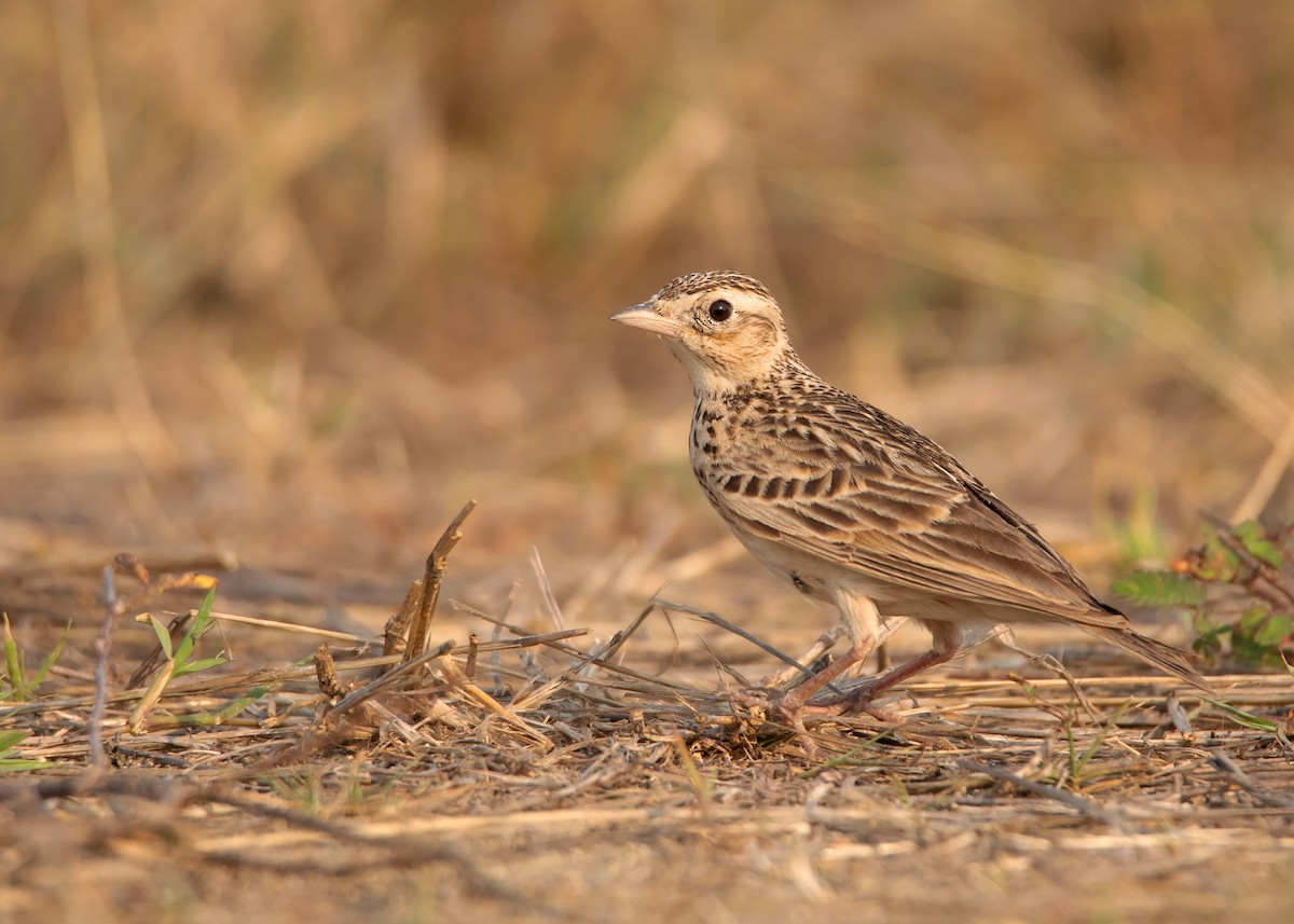 Oriental Skylark - Ayuwat Jearwattanakanok