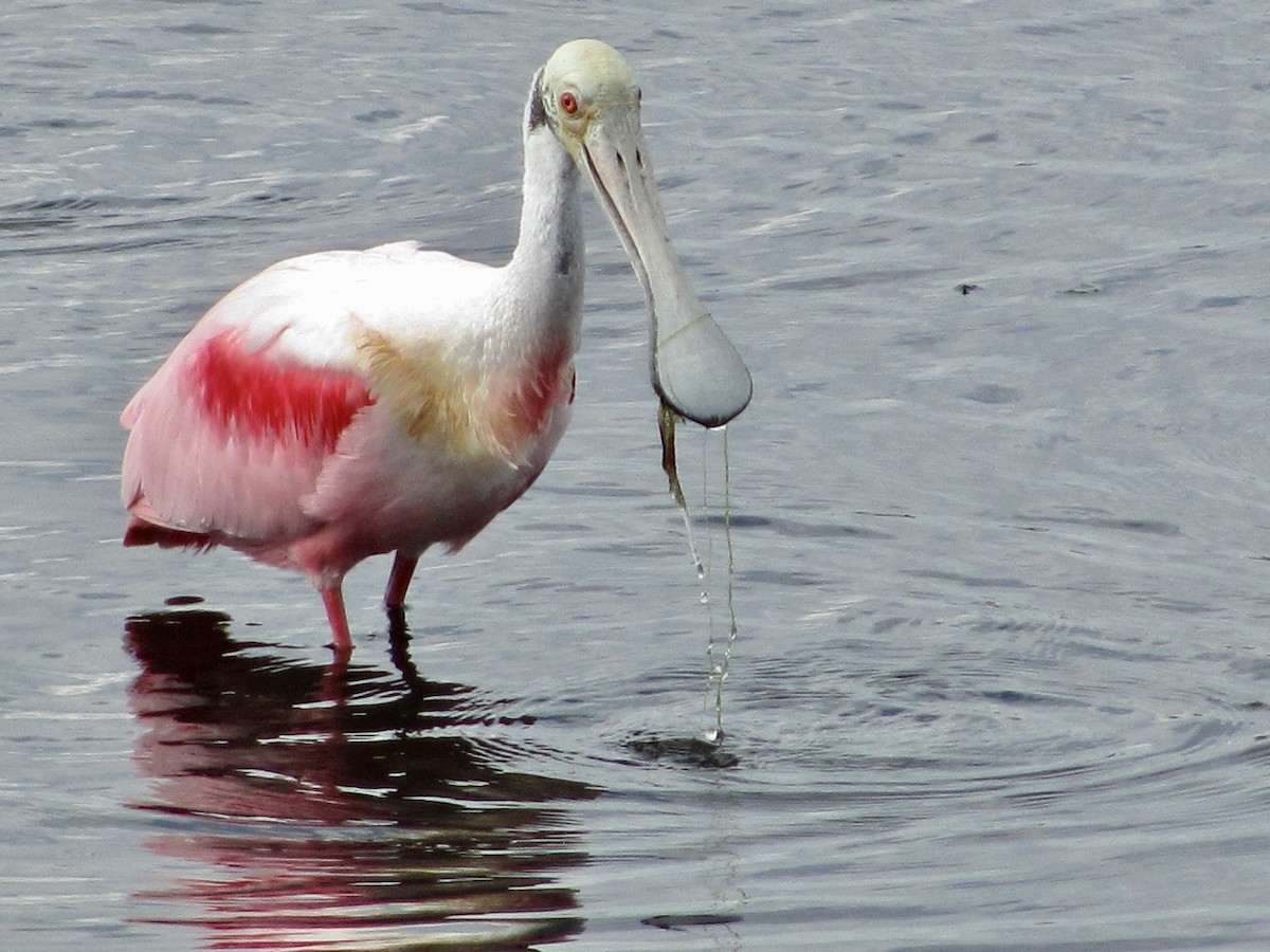 Roseate Spoonbill - ML430965981