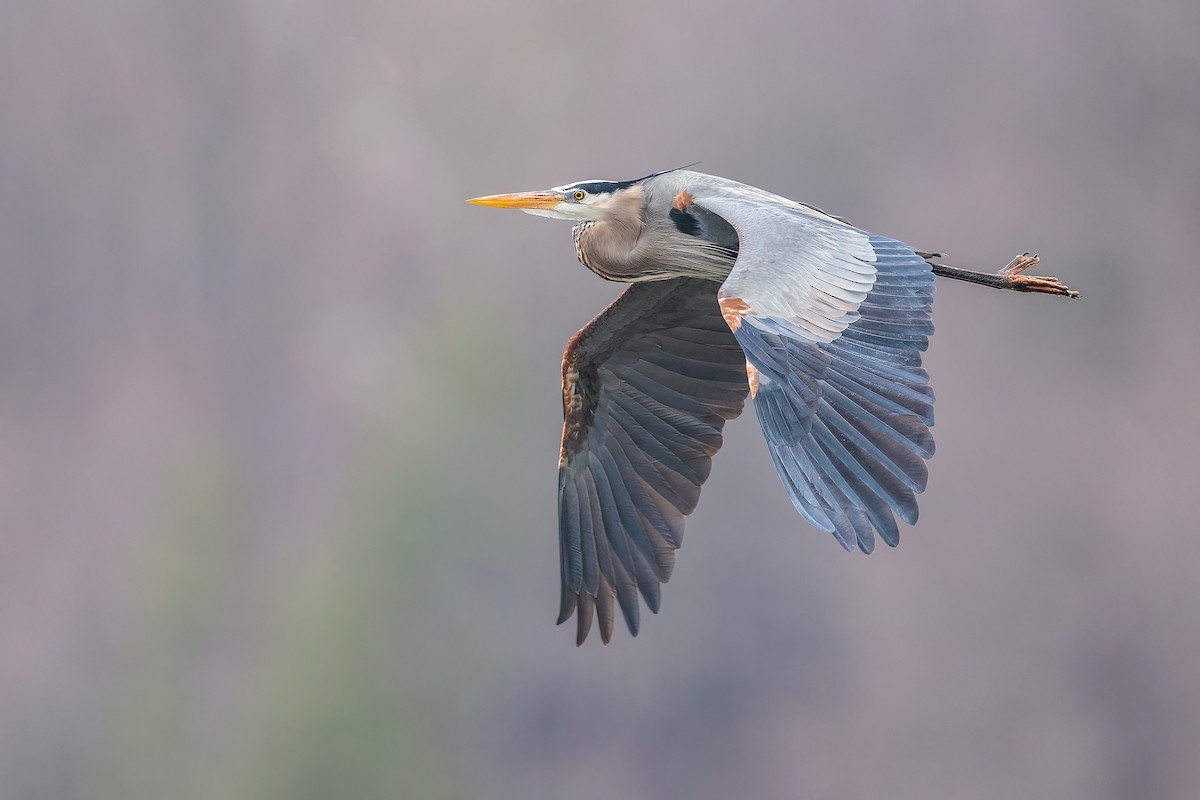 Great Blue Heron - ML430966411