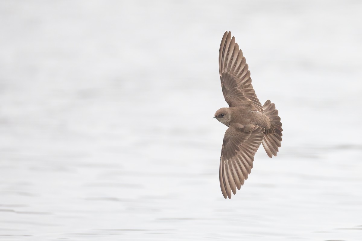 Northern Rough-winged Swallow - Ryan Sanderson