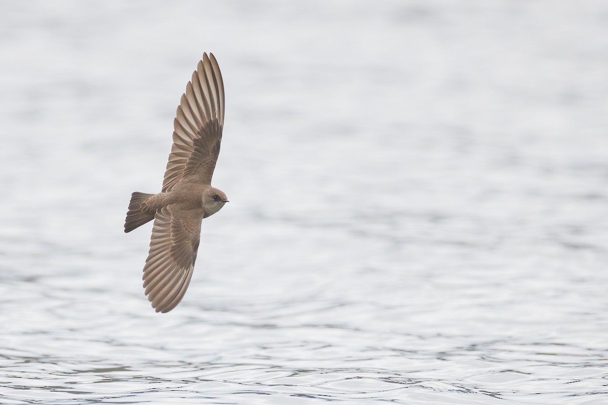 Northern Rough-winged Swallow - ML430966471