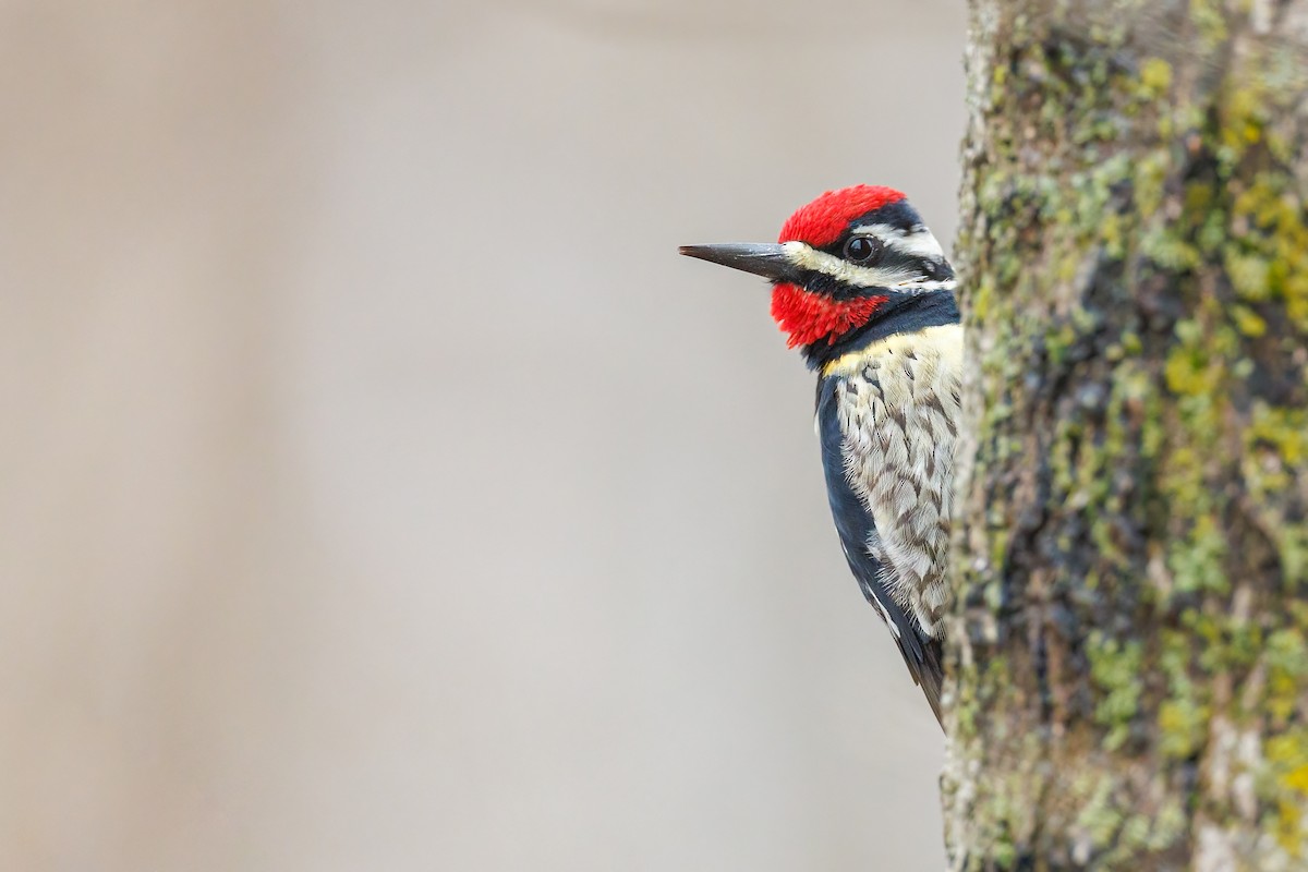 Yellow-bellied Sapsucker - ML430966511