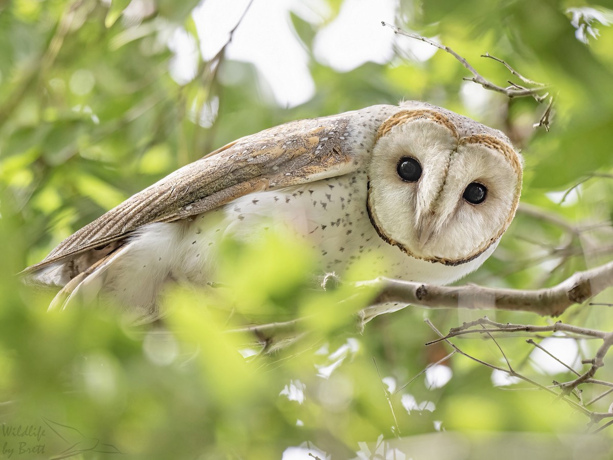 Eastern Barn Owl - Brett Mezen