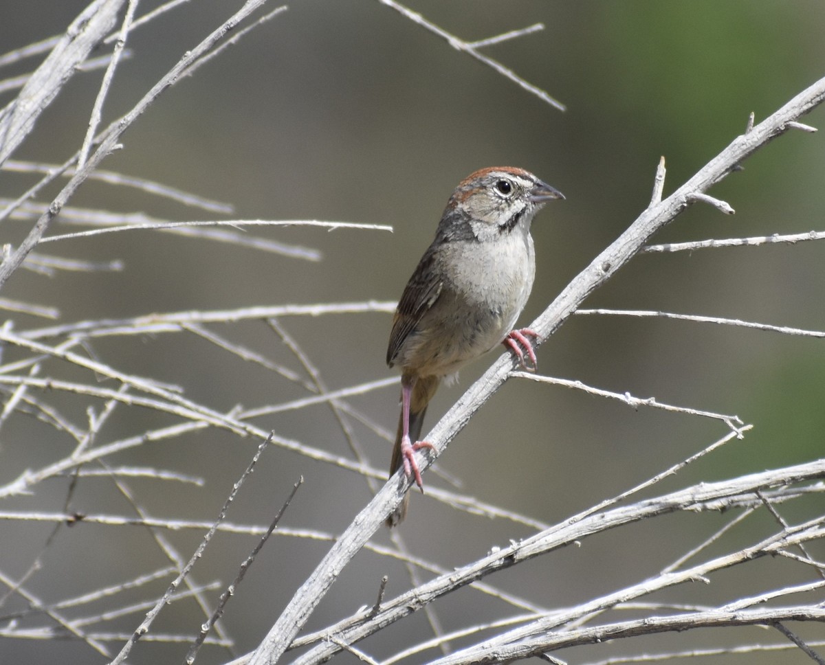 Rufous-crowned Sparrow - ML430967501
