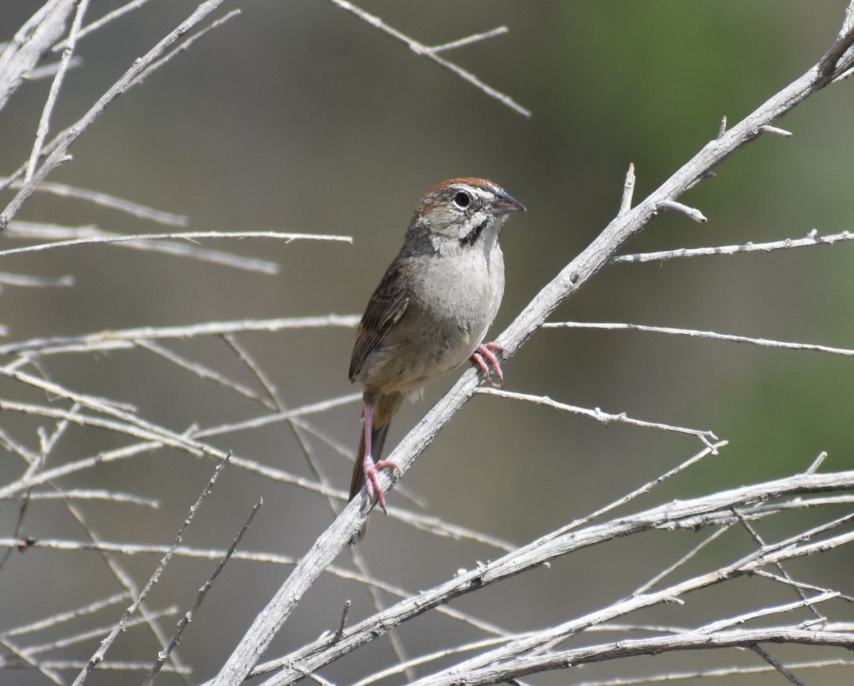 Rufous-crowned Sparrow - ML430967511