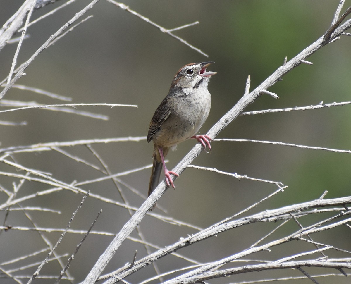 Rufous-crowned Sparrow - ML430967561