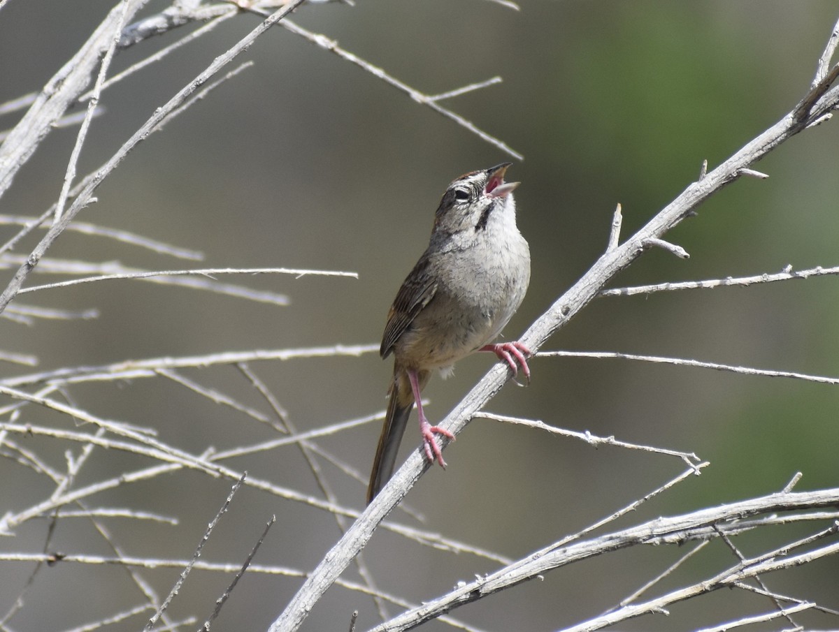 Rufous-crowned Sparrow - ML430967571