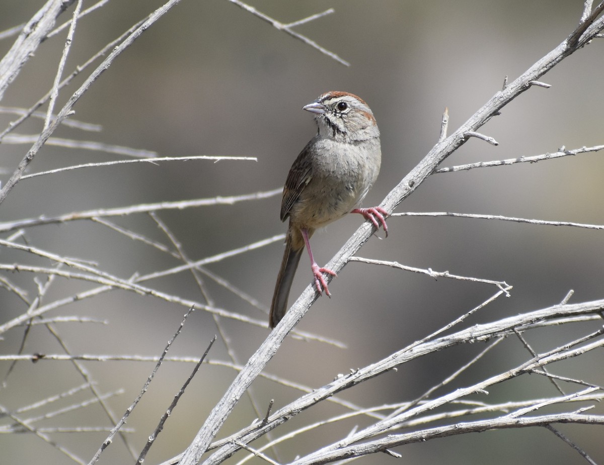 Rufous-crowned Sparrow - Alexey Tishechkin